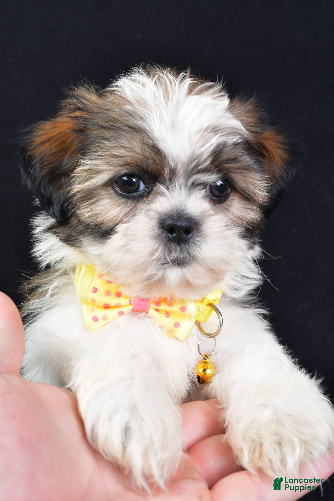 Shih Tzu dogs for sale: Logan - Image 4