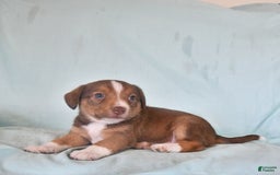 Australian Shepherd dogs for sale: Basil - Image 7