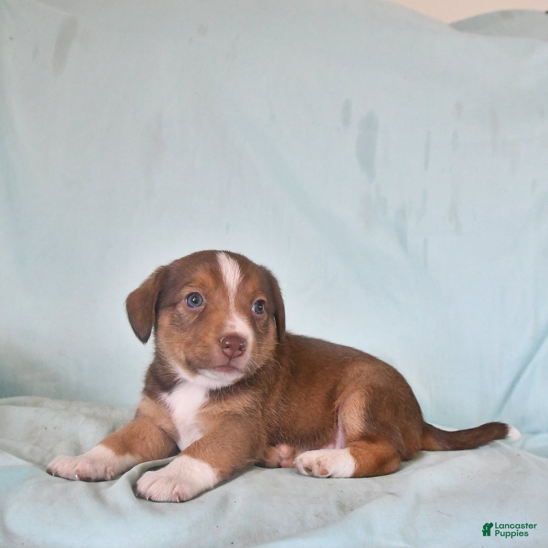 Australian Shepherd dogs for sale: Basil - Image 7