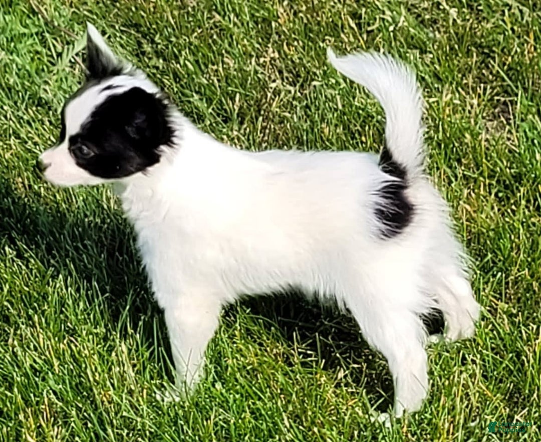 Papillon dogs for sale: Grace - Image 3