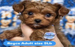 Yorkiepoo dogs for sale: Royce - Image 1