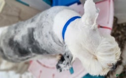 Old English Sheepdog dogs for sale: Potato - Image 7