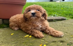 Cavapoo dogs for sale: Olivia - Image 6