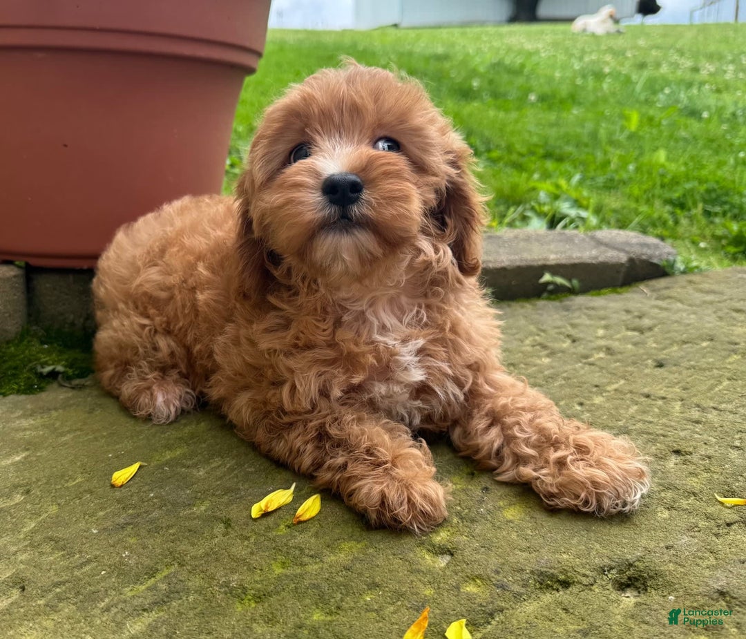Cavapoo dogs for sale: Olivia - Image 6