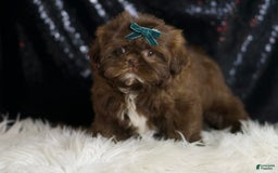 Shih Tzu dogs for sale: Dove - Image 2