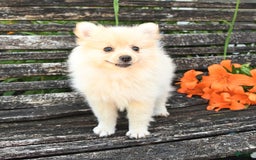 Pomeranian dogs for sale: Jess - Image 3
