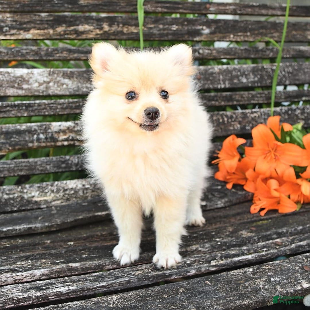 Pomeranian dogs for sale: Jess - Image 3