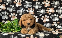 Mini Goldendoodle dogs for sale: Hank Hypoallergenic - Image 3