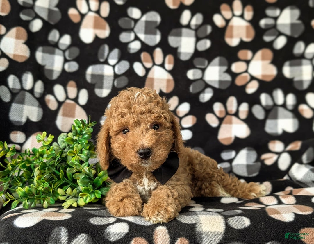 Mini Goldendoodle dogs for sale: Hank Hypoallergenic - Image 3
