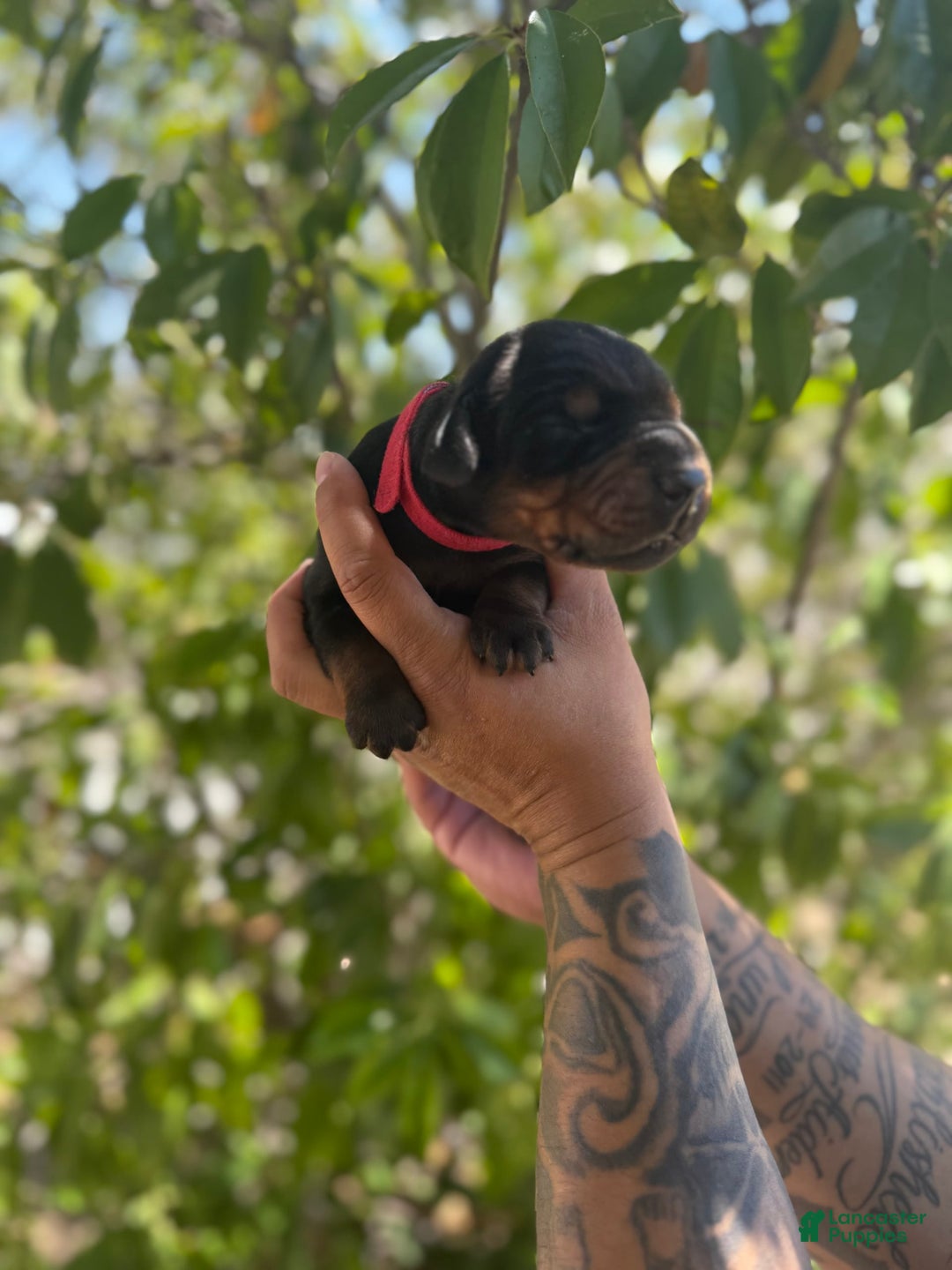 Doberman Pinscher dogs for sale: Red Collar - Image 6