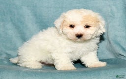 Bichpoo dogs for sale: Micky - Image 2