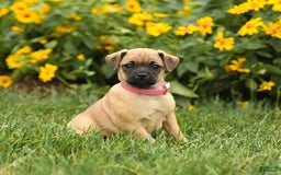 Jug dogs for sale: Snickers - Image 1