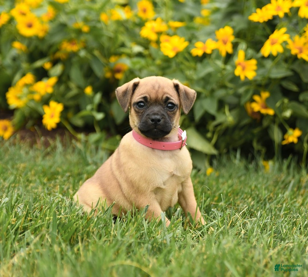 Jug dogs for sale: Snickers - Image 1
