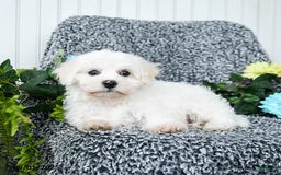 Teddy Bear dogs for sale: Chipper - Image 2