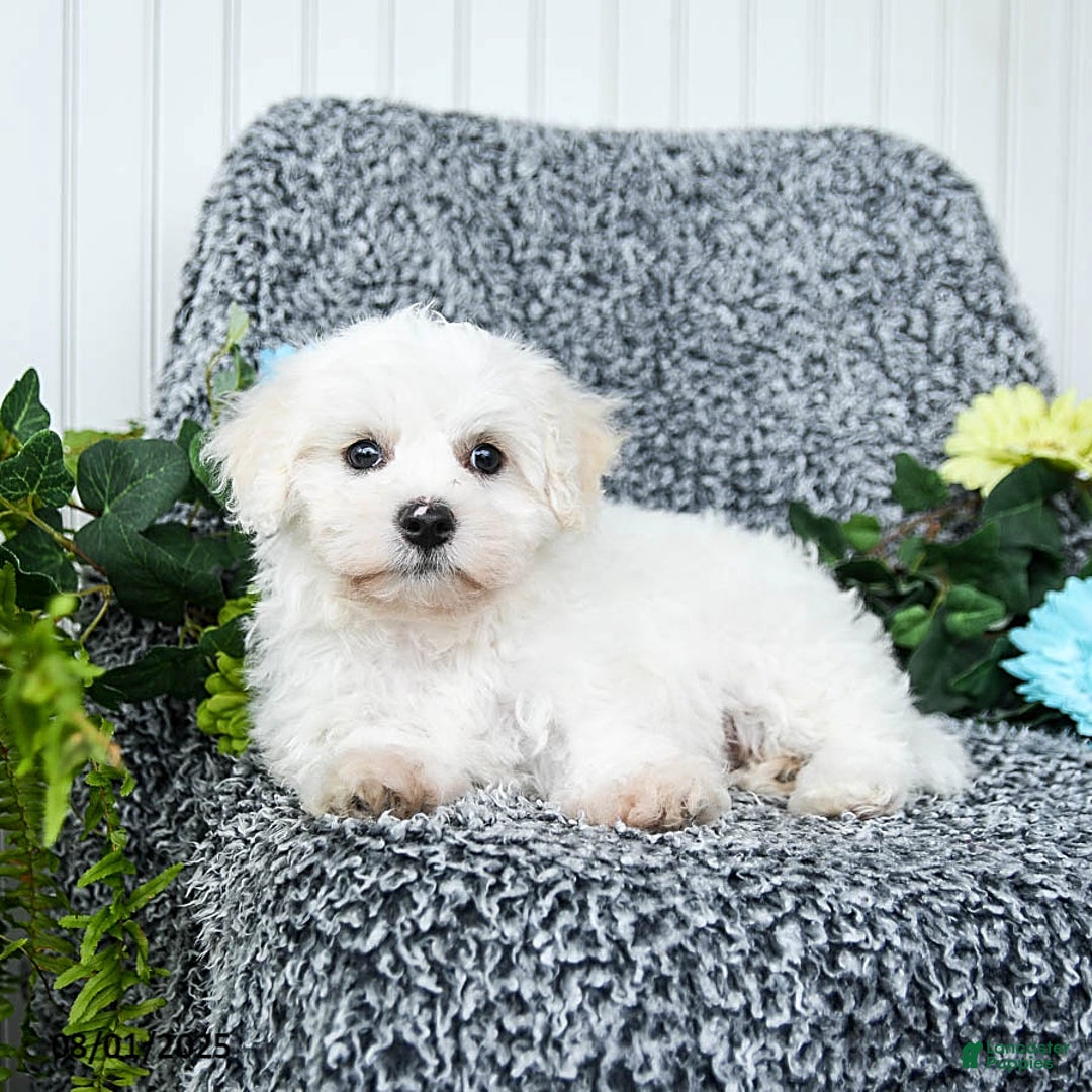 Teddy Bear dogs for sale: Chipper - Image 2