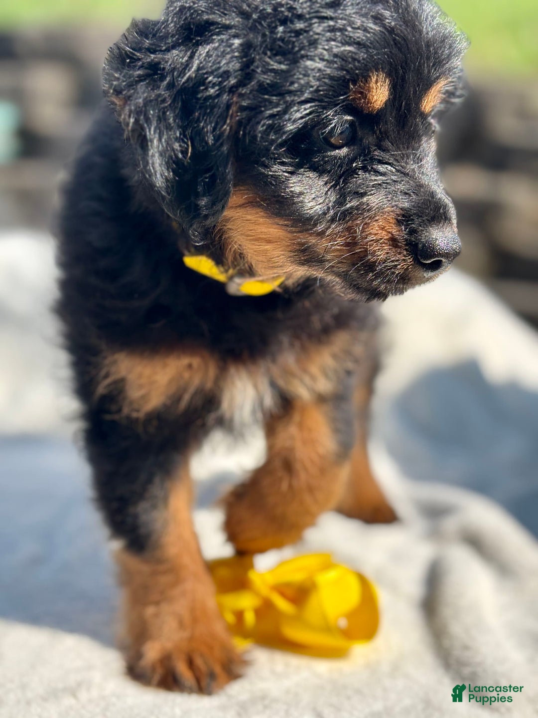 Australian Shepherd dogs for sale: Ms Cutie Mini - Image 3