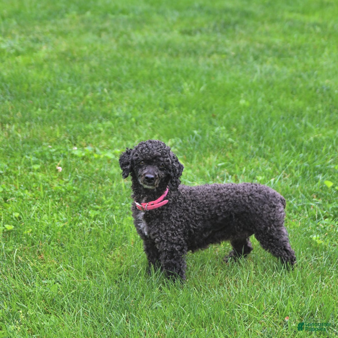 Toy Poodle dogs for sale: Kassia - Image 11