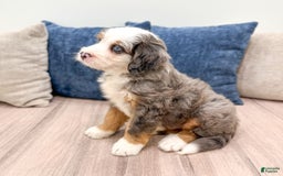 Mini Bernedoodle dogs for sale: Axle - Image 2