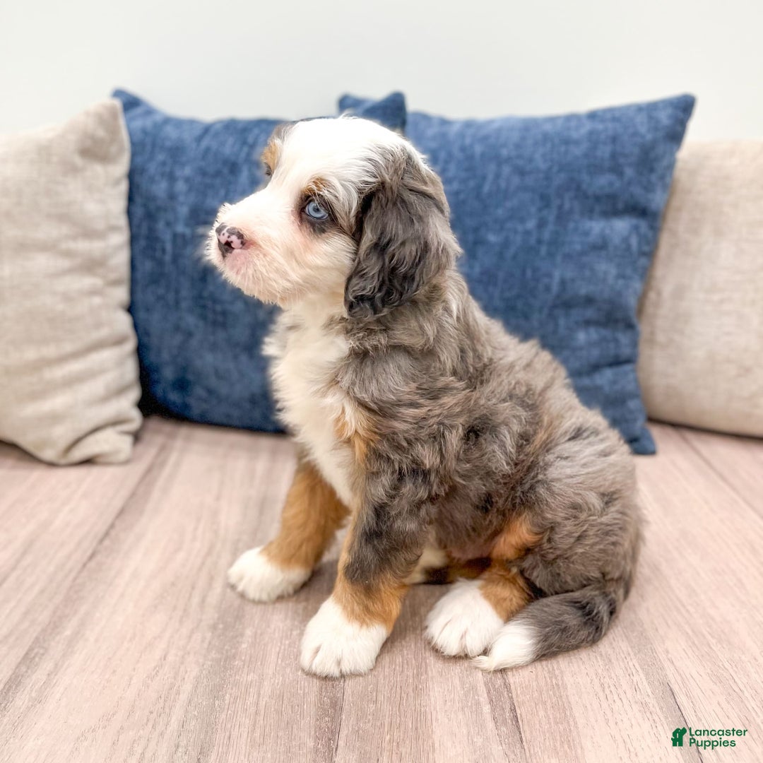 Mini Bernedoodle dogs for sale: Axle - Image 2