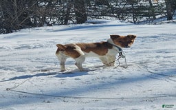 Jack Russell Terrier dogs for sale: Copper - Image 7