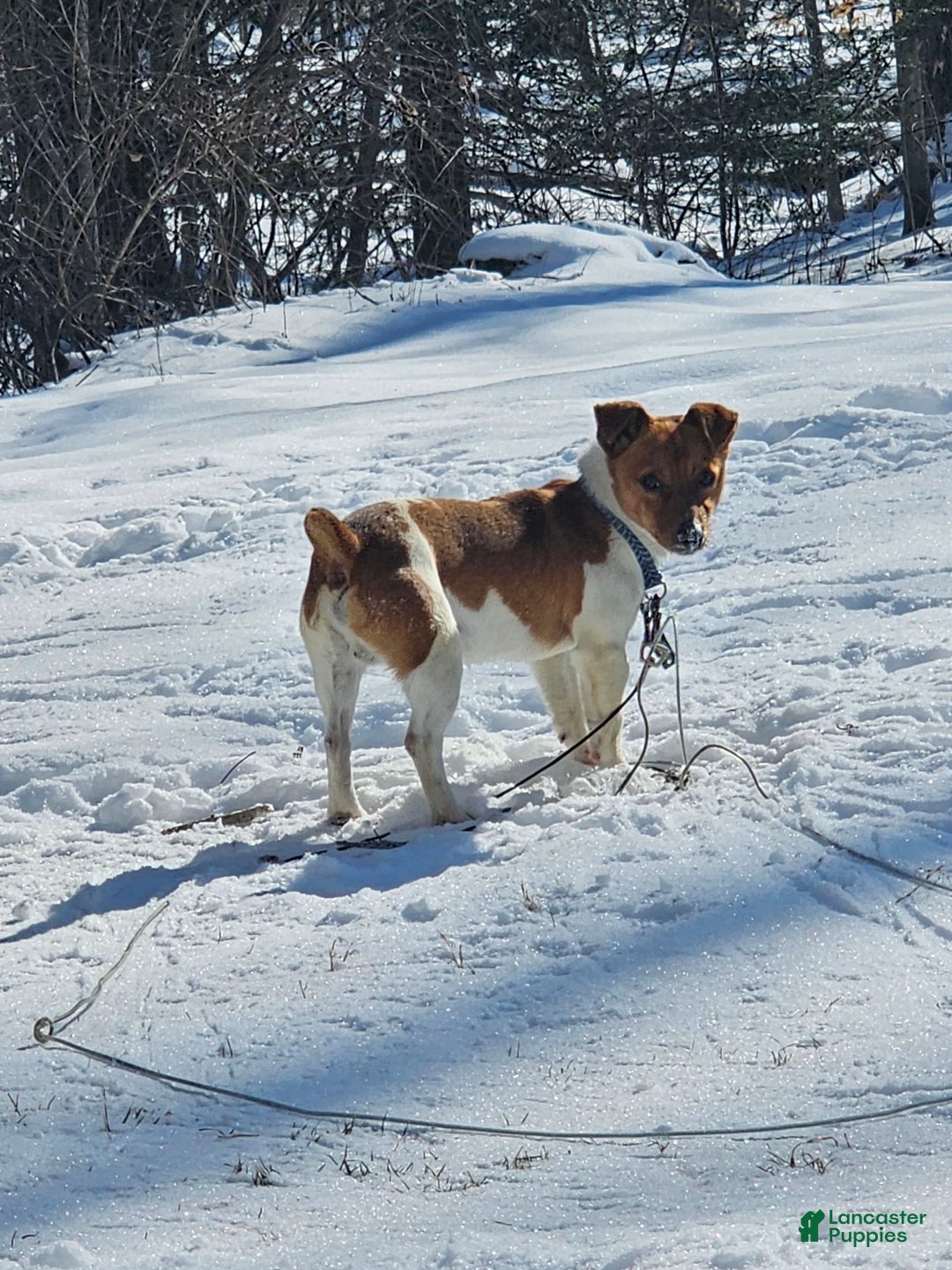 Jack Russell Terrier dogs for sale: Copper - Image 7