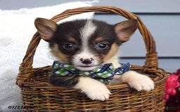 Welsh Corgi Pembroke dogs for sale: Zeke - Image 1