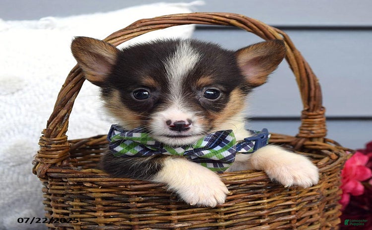 Welsh Corgi Pembroke dogs for sale - Ad 4