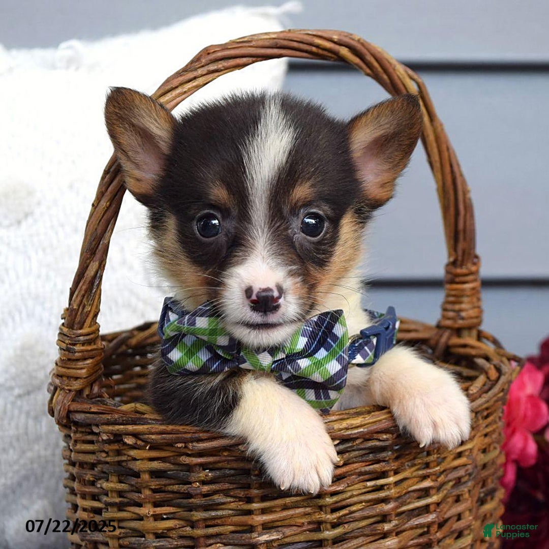 Welsh Corgi Pembroke dogs for sale: Zeke - Image 1