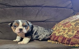 English Bulldog dogs for sale: Mini Bulldog Sprinkles - Image 3