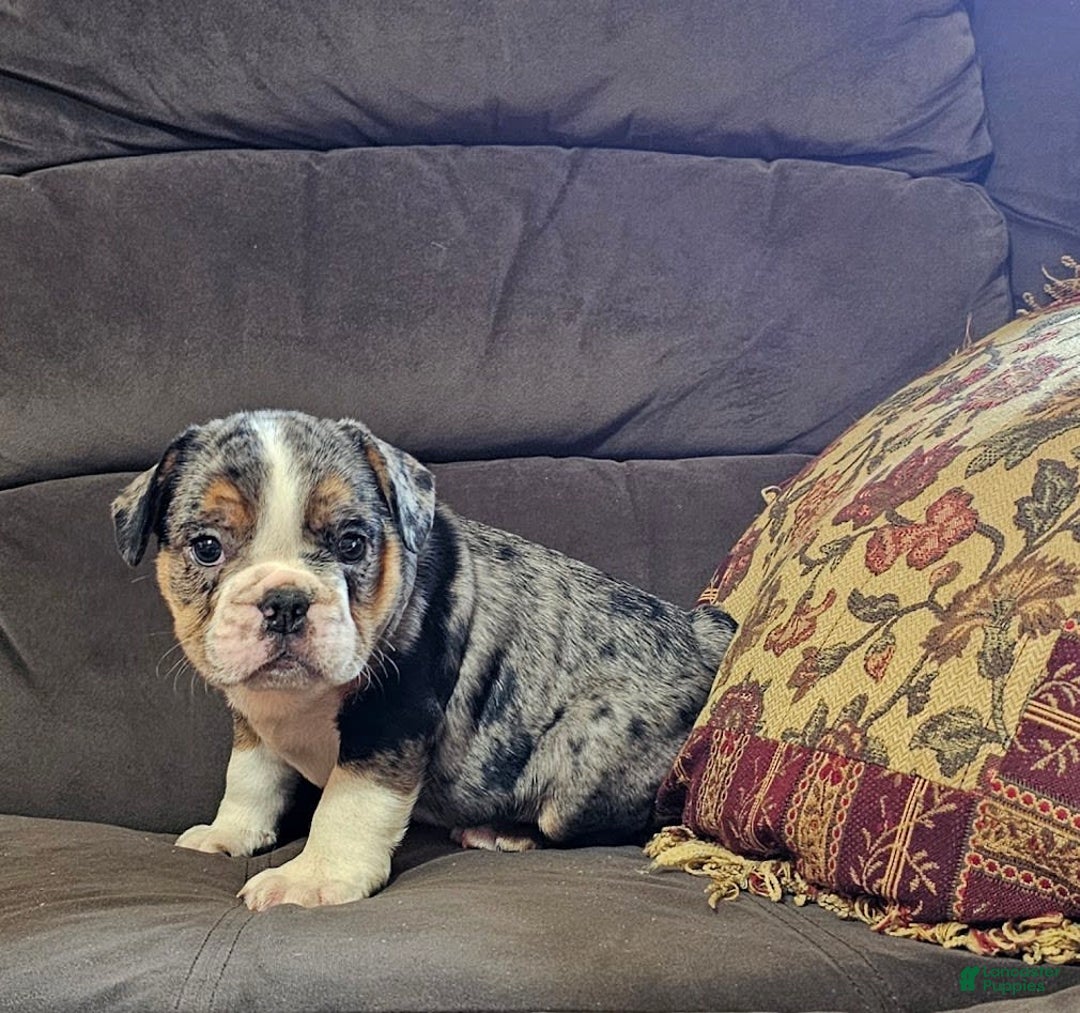 English Bulldog dogs for sale: Mini Bulldog Sprinkles - Image 3