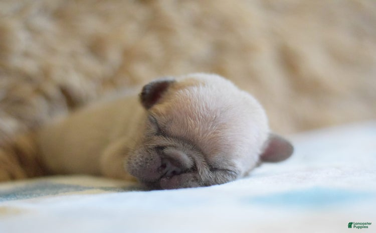 French Bulldog dogs for sale - Ad 2