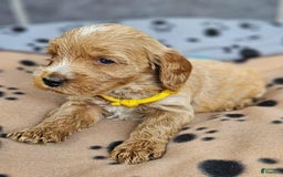 Cockapoo dogs for sale: Joe - Image 2