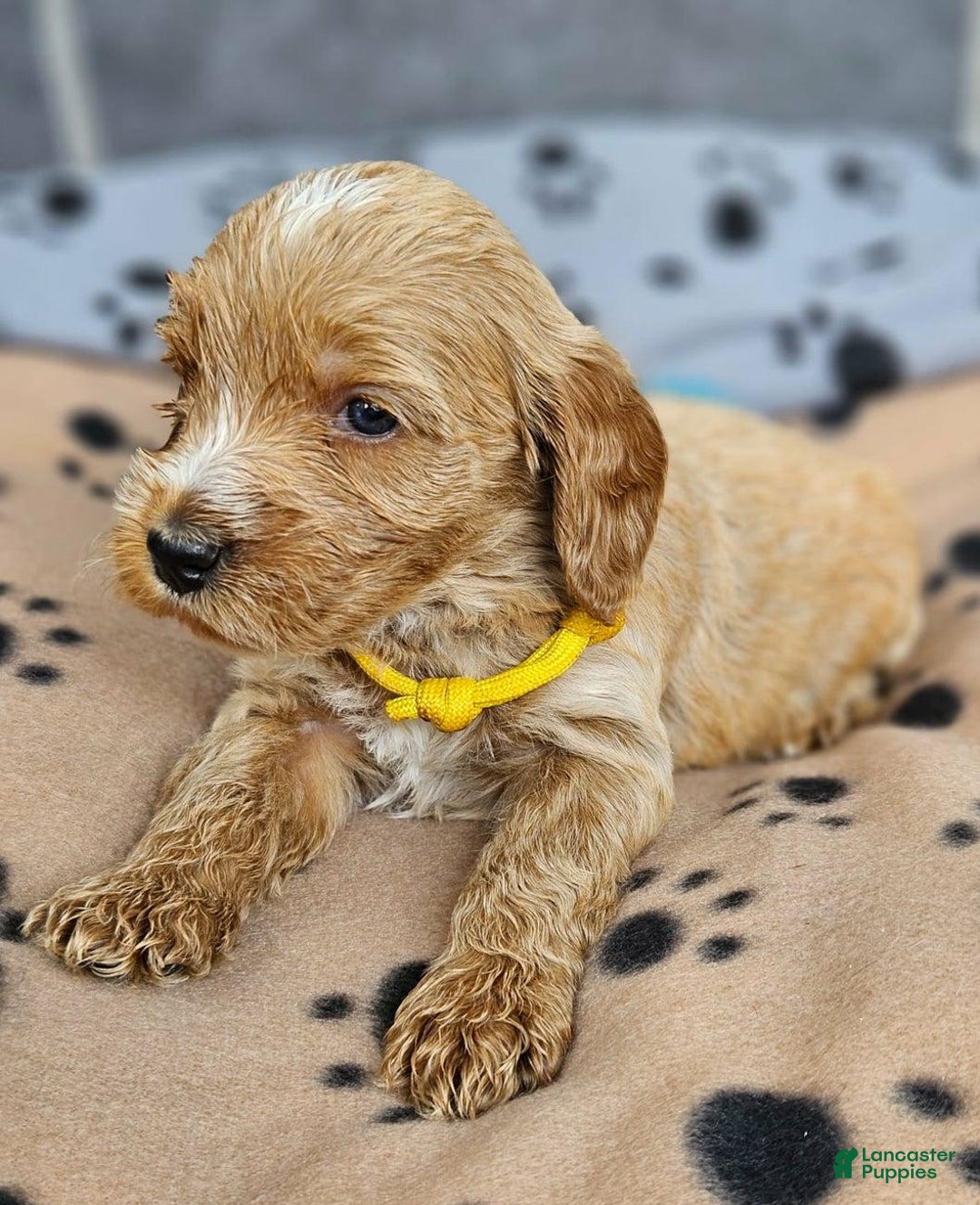Cockapoo dogs for sale: Joe - Image 2