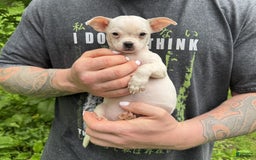 Chihuahua dogs for sale: Bianca - Image 1