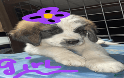 Saint Bernard dogs for sale: Puppy - Image 4