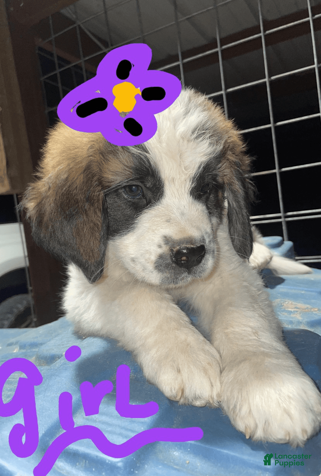 Saint Bernard dogs for sale: Puppy - Image 4