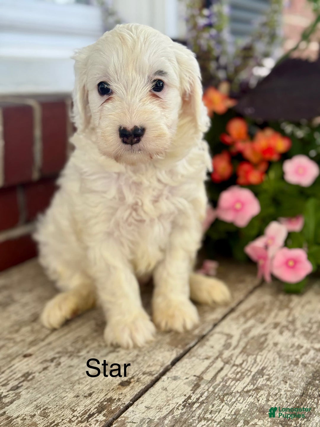 Mini Bernedoodle dogs for sale: Star - Image 8