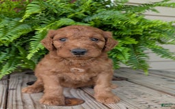Goldendoodle dogs for sale: Dash - Image 39