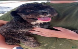Cavapoo dogs for sale: Alberto - Image 9