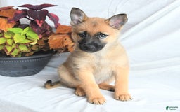 Pomsky dogs for sale: Thea - Image 3