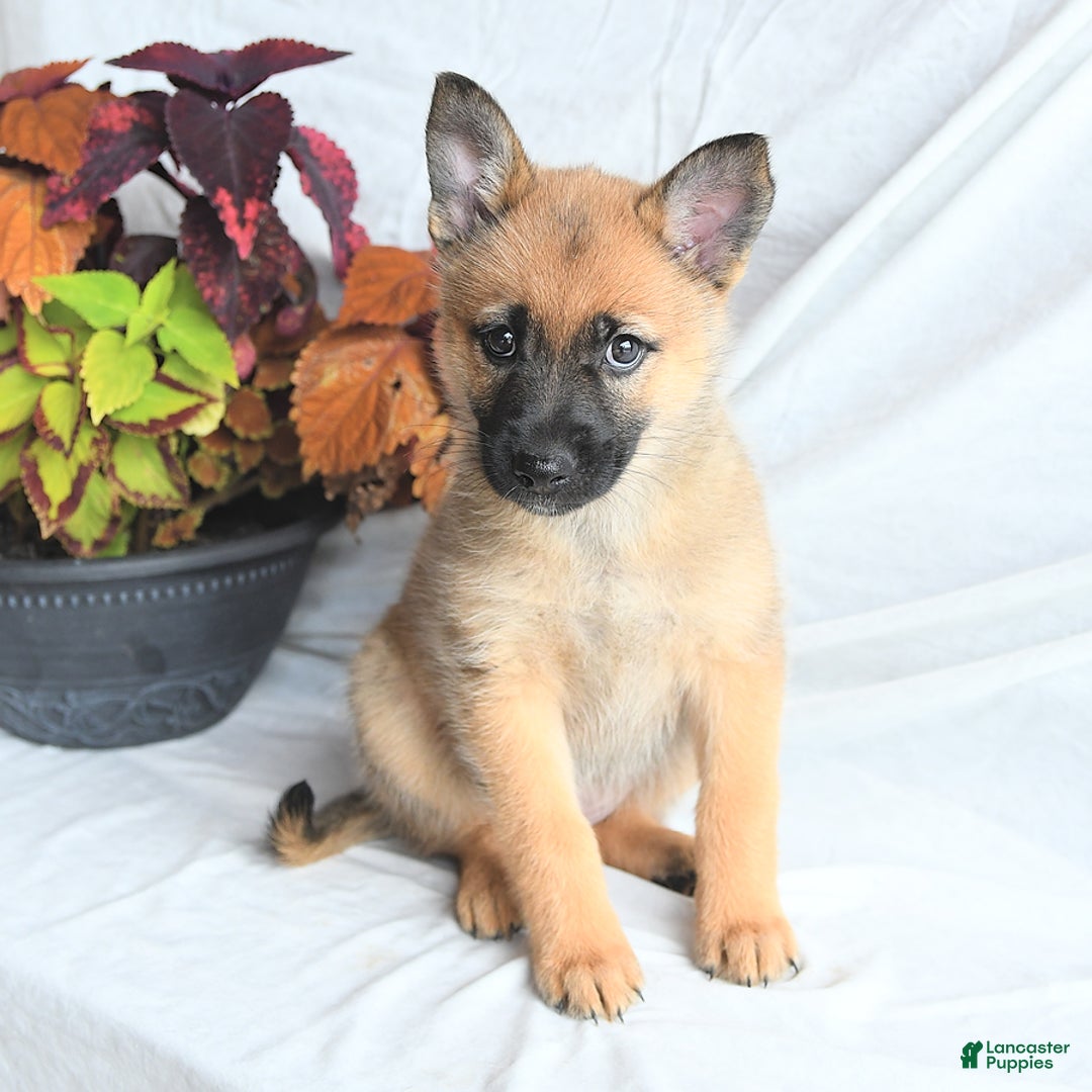 Pomsky dogs for sale: Thea - Image 3