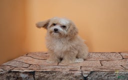 Maltipoo dogs for sale: Luciana - Image 15
