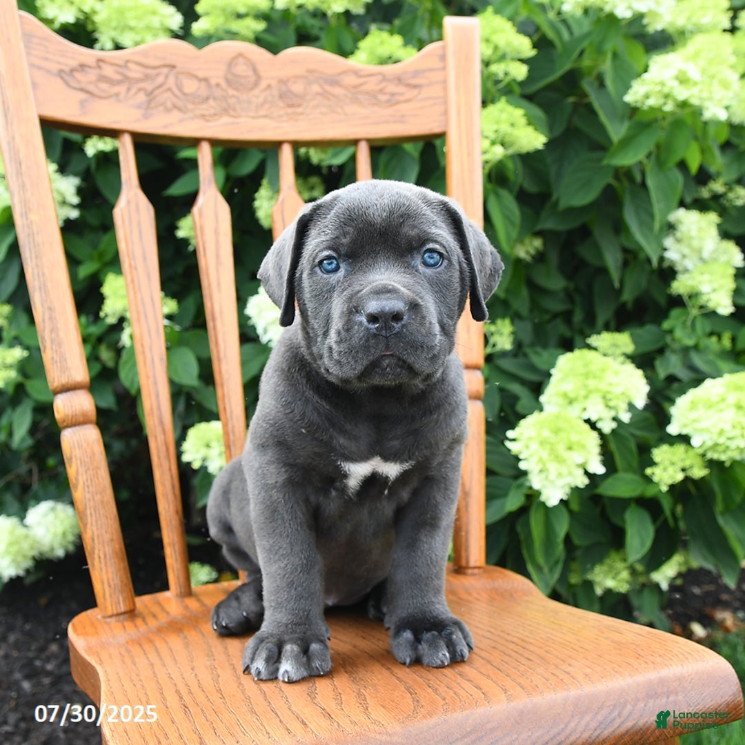 Cane Corso dogs for sale: Sophie - Image 2