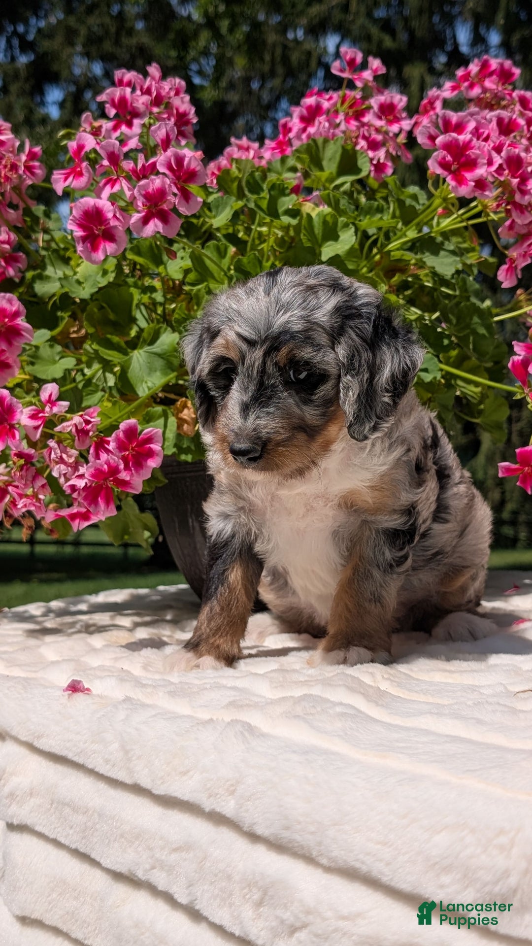 Mini Bernedoodle dogs for sale: Sage - Image 9