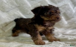 Yorkiepoo dogs for sale: Hershey - Image 1