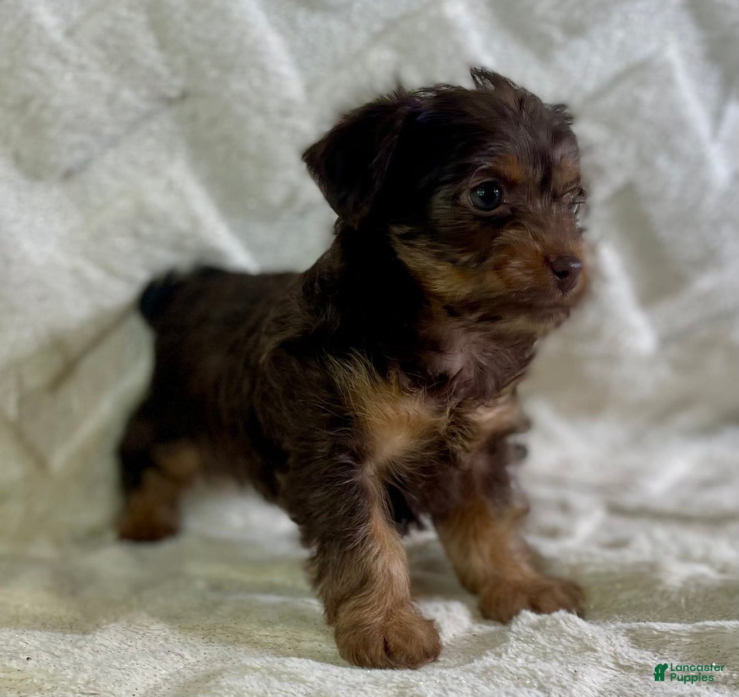 Yorkiepoo dogs for sale: Hershey - Image 1