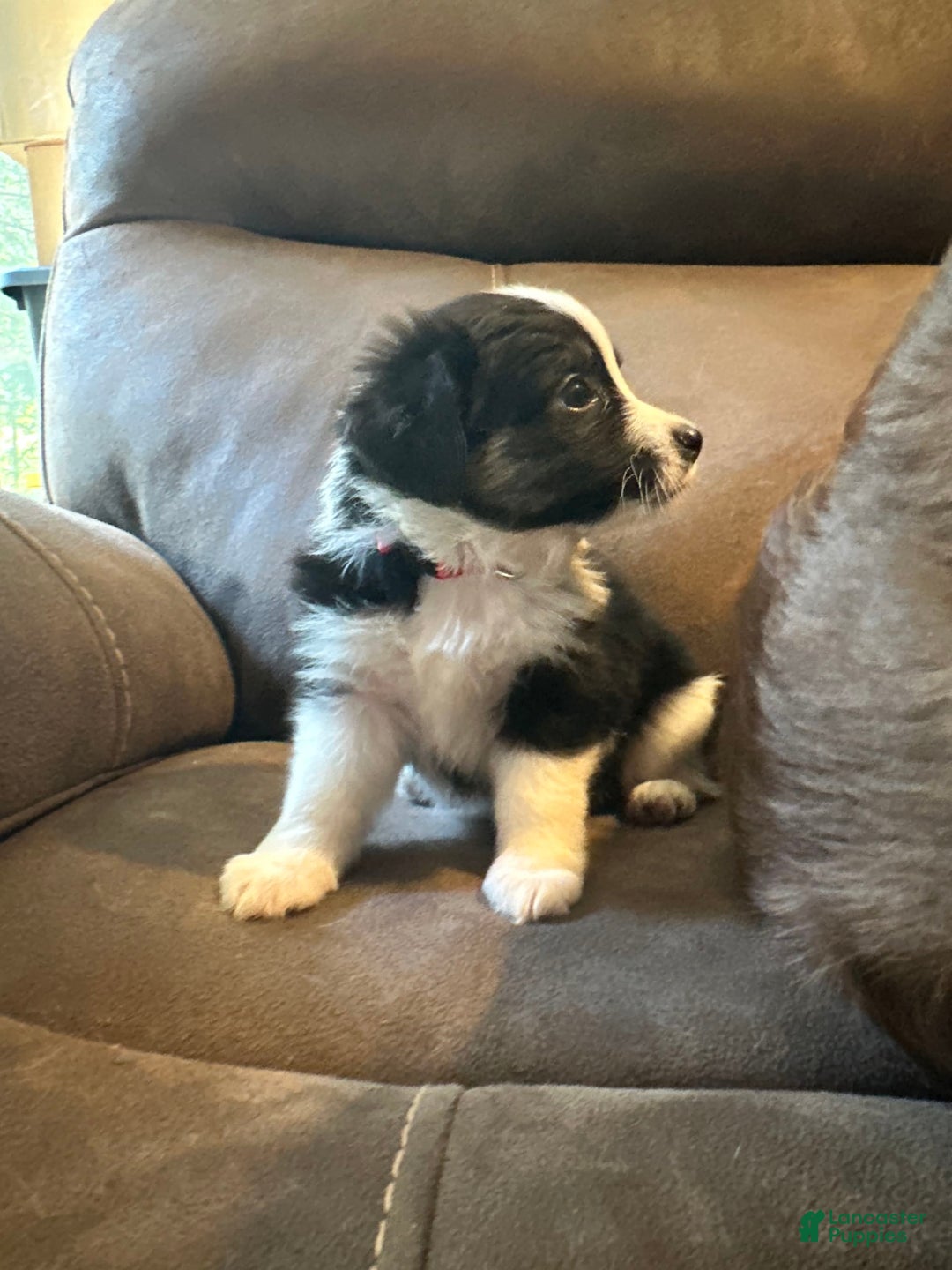 Miniature Australian Shepherd dogs for sale: Black Tri Small Female - Image 4