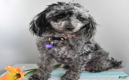 Toy Poodle dogs for sale: Riah - Image 2