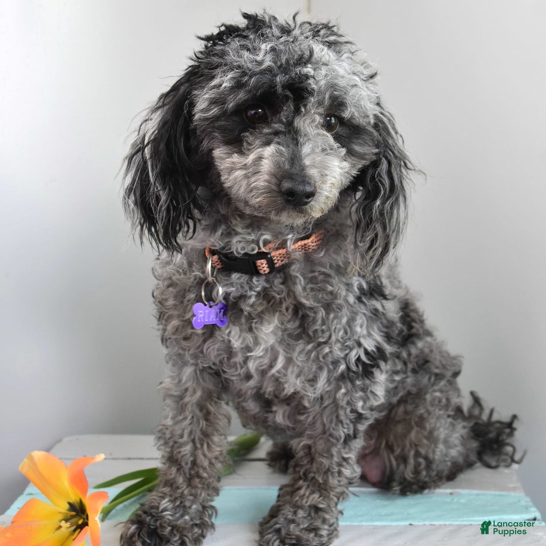 Toy Poodle dogs for sale: Riah - Image 2