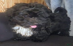 Yorkiepoo dogs for sale: Laverne - Image 8